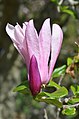 * Nomination Magnolia 'Randy' Bud --Ram-Man 16:21, 2 May 2016 (UTC) * Promotion Good quality. --Uoaei1 07:57, 4 May 2016 (UTC)