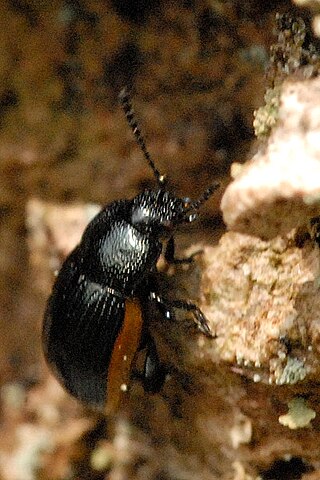 <i>Hydrothassa glabra</i> Species of beetle