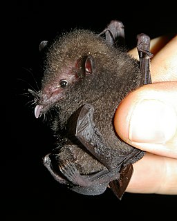 Underwoods long-tongued bat A species of mammals belonging to the New World leaf-nosed bat family