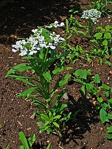 Iberis amara Habitus