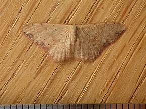 Descrierea imaginii Idaea halmaea.jpg.