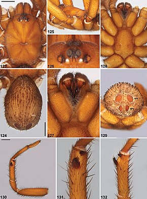 Descrição da imagem Idiosoma dandaragan (10.3897-zookeys.756.24397) Figuras 123–132.jpg.