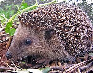 Erinaceus Europaeus: Distribuzione e habitat, Descrizione, Biologia