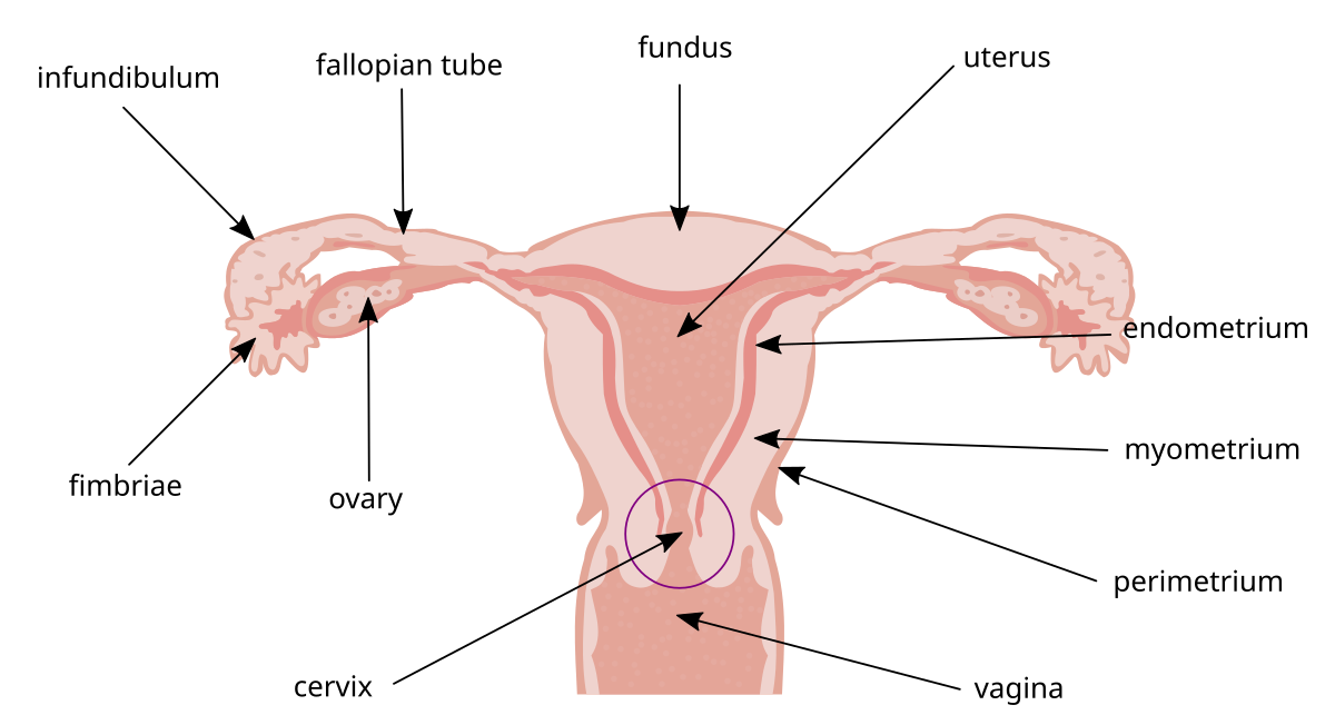 Draw a labelled diagram of female reproductive system.