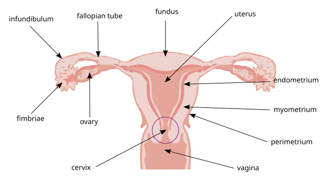 Urethra Defects - Children's Health Issues - Merck Manuals Consumer Version