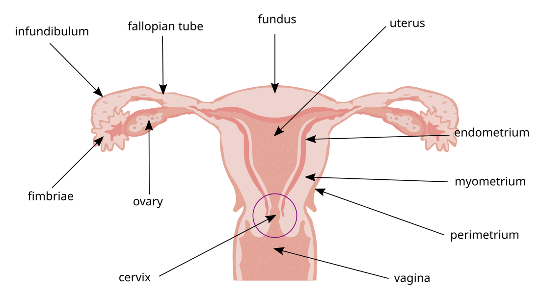 Infundibulum