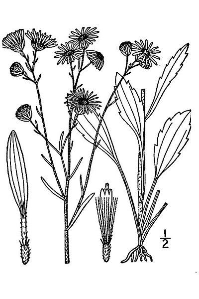 File:Illustration Erigeron strigosus1.jpg