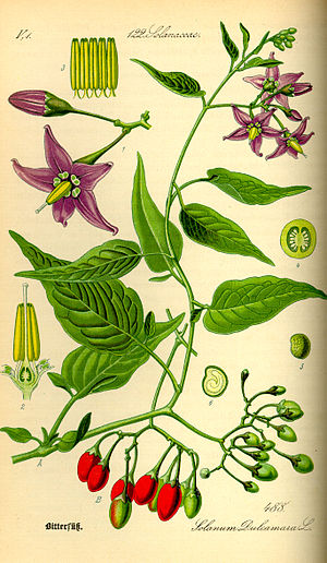 Solanum dulcamara[1]