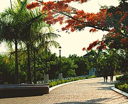 Iloilo-River-Esplanade-Fire-Trees.jpg