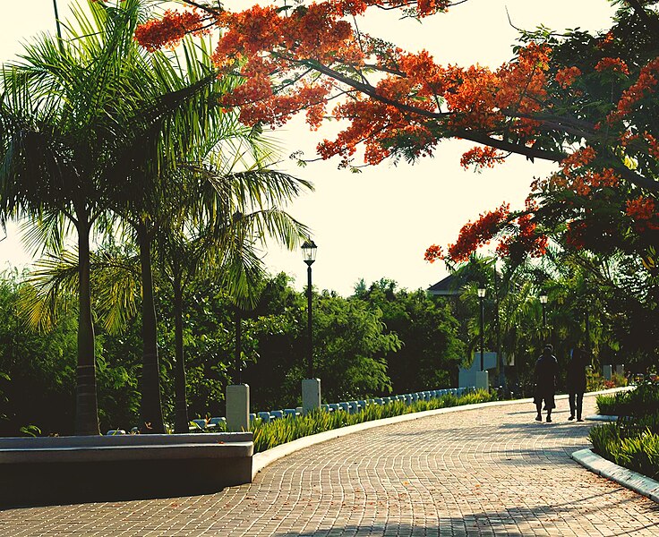 File:Iloilo-River-Esplanade-Fire-Trees.jpg