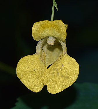 Pale jewelweed