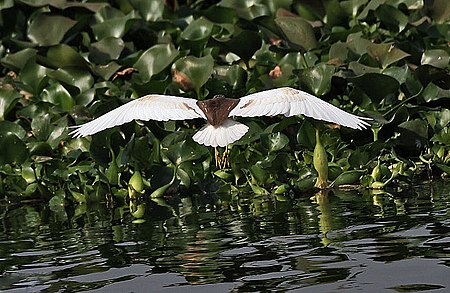 ไฟล์:Indian Pond Heron I IMG 1098.jpg