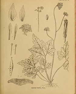 Indian medicinal plants (Plate 6) (7824220994).jpg