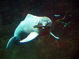 Duisburg Zoo水族館裏面養嘅亞馬遜河海豚
