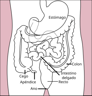 Intestino