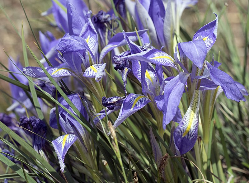 File:Iris unguicularis - Algerian iris 05.jpg