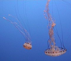 Jellyfish-monterey-2003-08.jpg