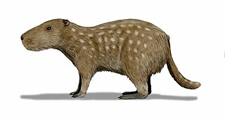 <i>Josephoartigasia monesi</i> Species of mammal (fossil)