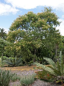 Julbernardia globiflora - pohon berbunga, kebiasaan (8467186031).jpg
