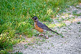 A young Turdus migratorius that hopped by me to say hi.