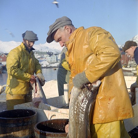 Cod fishery in Norway