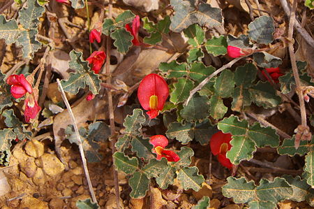 Kennedia prostrata