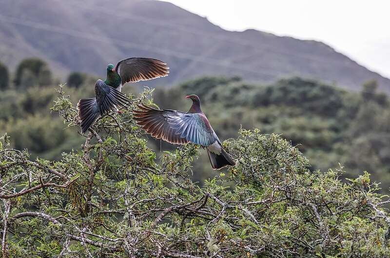 File:Kereru territorial dispute.jpg