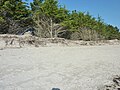 L'érosion de la dune du cordon littoral de la plage de Kermor 2