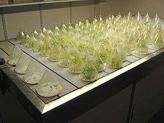 <span class="mw-page-title-main">Plant physiology</span> Subdiscipline of botany