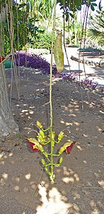 Kigelia africana Flower and riping fruit