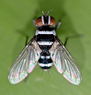 <i>Trigonospila</i> Genus of flies