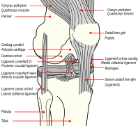 Knee diagram-cy.svg