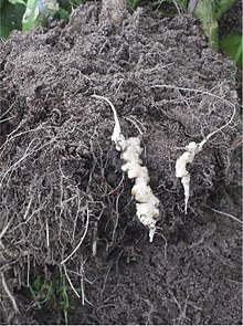 Knolvoet bij bloemkool (Plasmodiophora brassicae on cauliflower).jpg