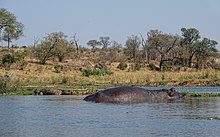 A hippopotamus and Nile crocodile side by side in Kruger National Park Kruger-Park-Hippo-And-Crocodile.jpg