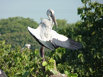 Kulik-Bird-3.jpg