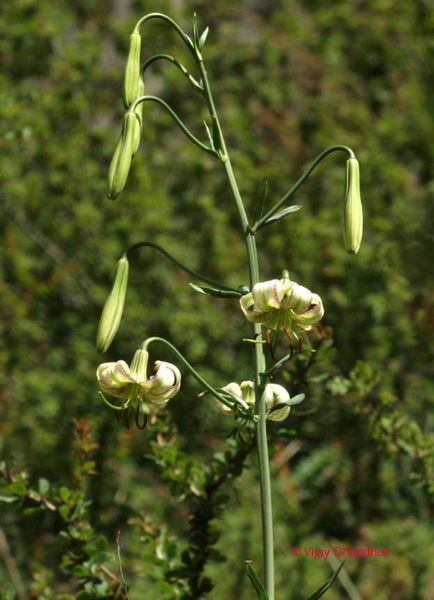 File:L Polyphyllum 1.jpg