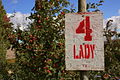 Lady apples (8167935997).jpg