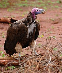 Lappet-faced Vulture (Torgos tracheliotus) on giraffe bones ... (30410257603).jpg