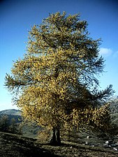 Larix decidua autumn.JPG