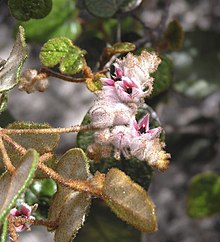 Lasiopetalum oldfieldii.jpg