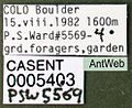 Lasius neoniger casent0005403 label 1.jpg