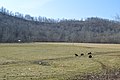 File:Lawrence Township cattle pasture.jpg