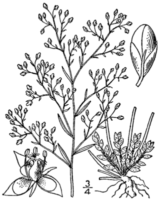 <i>Lechea racemulosa</i> Species of flowering plants in the rock rose family Cistaceae