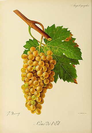 <span class="mw-page-title-main">Len de l'El</span> Variety of grape