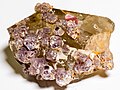 * Nomination Lepidolite and Elbaite variety Rubellite on Quartz – Place of discovery: Himalaya Mine, Mesa Grande, California, USA. By User:Raymond --Kritzolina 07:44, 24 March 2023 (UTC) * Promotion  Support Good quality. --Ra'ike 18:33, 24 March 2023 (UTC)