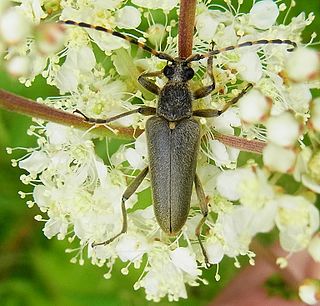 <i>Lepturobosca</i> Genus of beetles