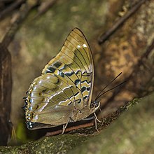 Kurang biru charaxes (Charaxes numenes) underside.jpg