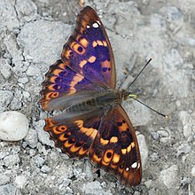 lesser purple emperor butterfly