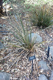 <i>Libertia ixioides</i> Species of flowering plant