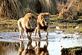 Lions in the Okavango Delta (03).jpg
